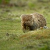 Vombat obecny - Vombatus ursinus - Common Wombat o7060-1
